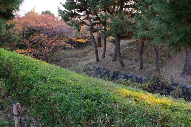 木々が生い茂る。