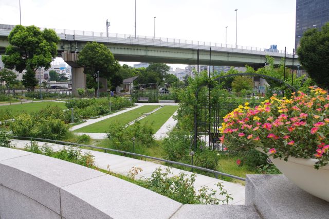 橋の先にもバラ園が続きます。