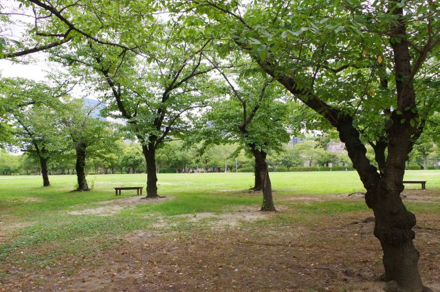 木々の先に広い広場。