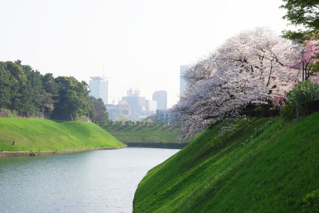 南側の半蔵濠。桜の向こうに国会議事堂。