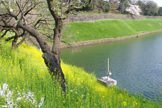 土手の斜面には黄色の菜の花が広がる。