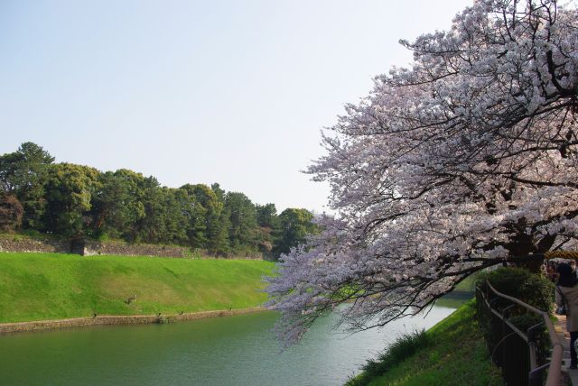 半蔵濠へ枝を垂らす桜。