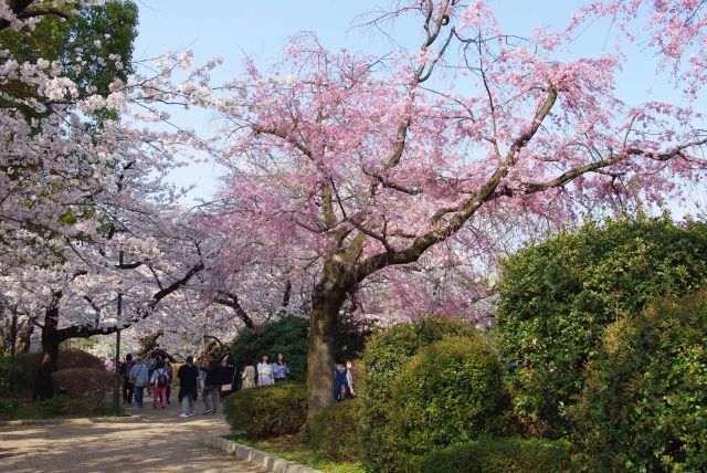 公園内の二色の桜。