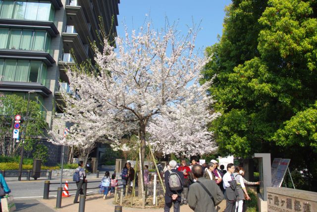 墓苑入口交差点から千鳥ヶ淵緑道が始まります。