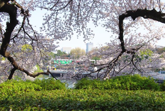 千鳥ヶ淵へと枝を伸ばす桜。