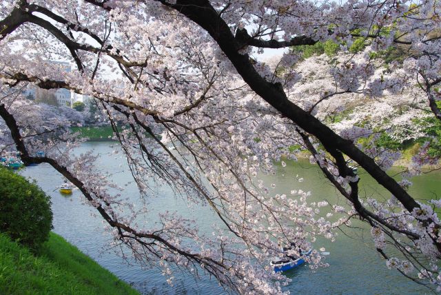 千鳥ヶ淵へと枝を伸ばす桜。