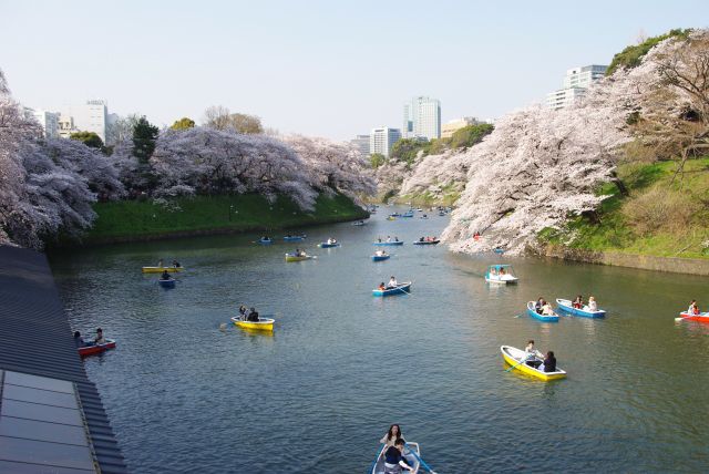 千鳥ヶ淵ボート場の上の展望スペースは良い撮影スポット。両岸に迫る桜とボートの群れ。