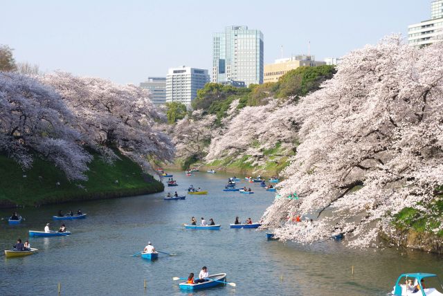 千鳥ヶ淵緑道の桜の写真ページ