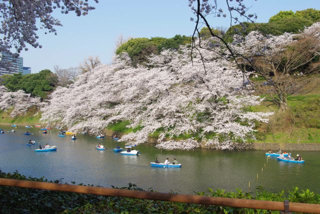 対岸の桜。