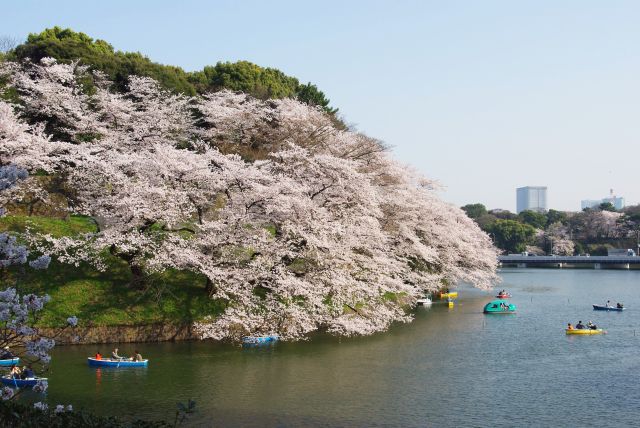 対岸の桜。