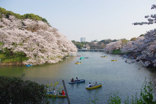 濠の曲がる所からは両岸の桜が見られる。