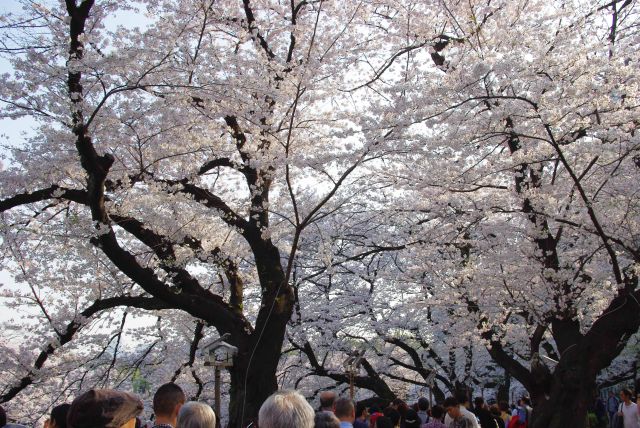 立ち止まれない人波と頭上に続く桜のアーチ。