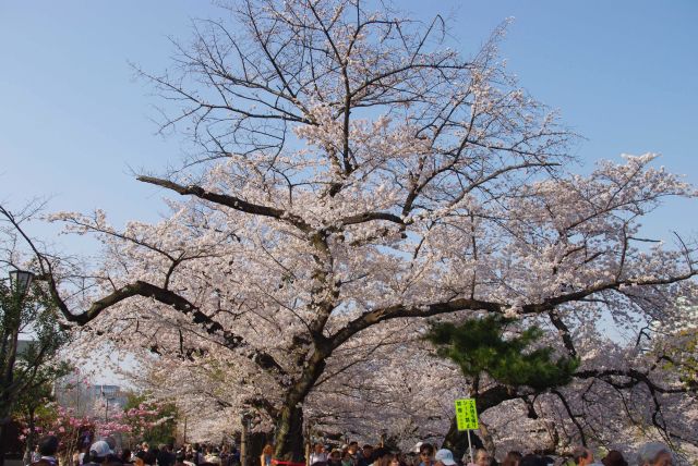 1本1本が立派な桜の木。