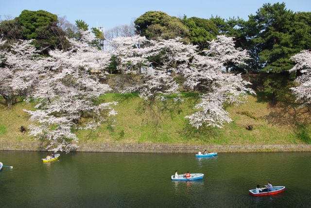 対岸の桜。