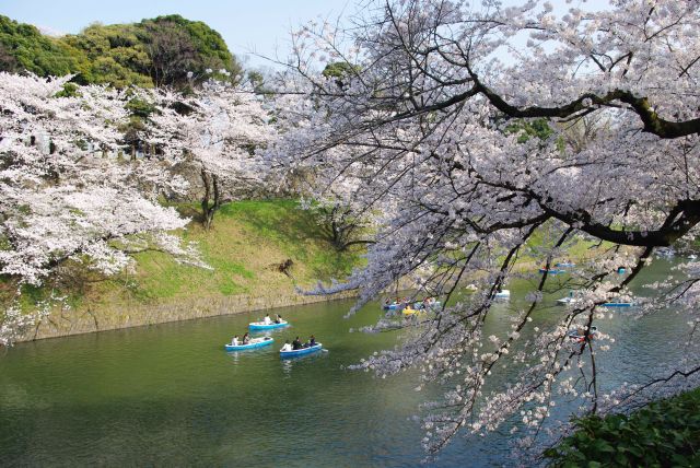 両岸の桜。