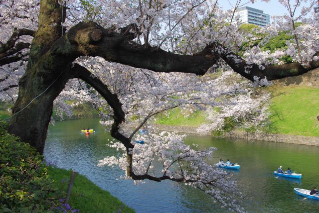 濠へと枝を伸ばす桜。