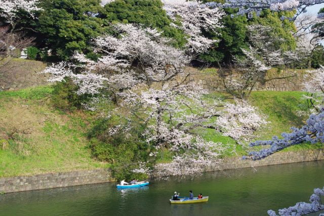 対岸の桜。