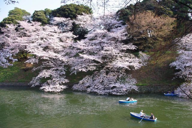 北の丸公園側の桜。