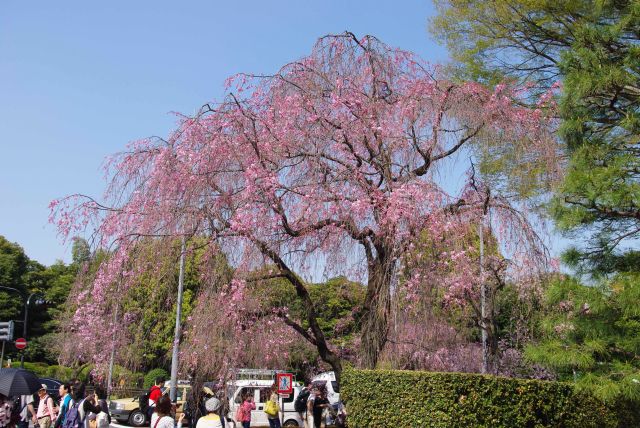 皇居乾門前には大きなベニシダレザクラ。