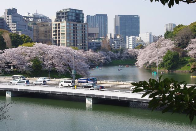 高速道路越しに千鳥ヶ淵両岸の桜を見られる。