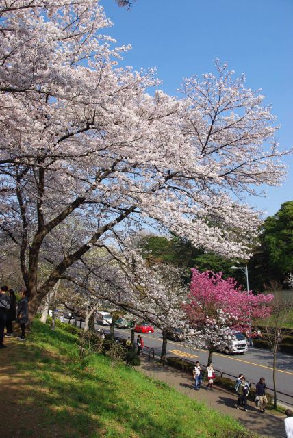 土手に立つ大きな桜。