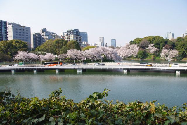 千鳥ヶ淵を彩る桜。