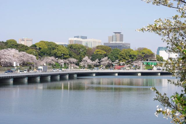 千鳥ヶ淵交差点付近、高速道路沿いに続く桜並木。