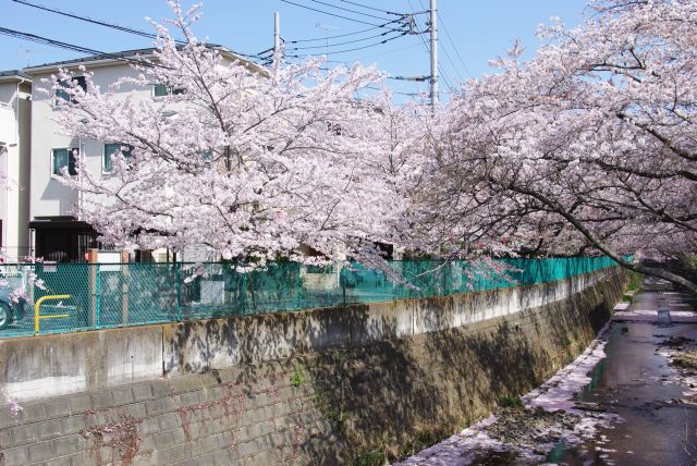 密度の濃い桜。