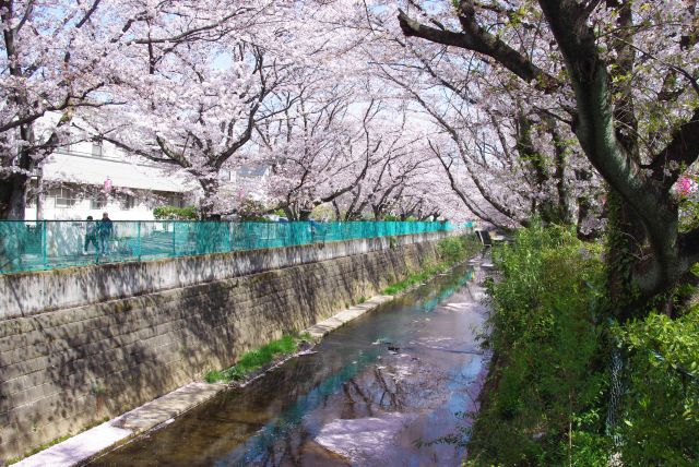 直線の川に延々と続く桜並木。