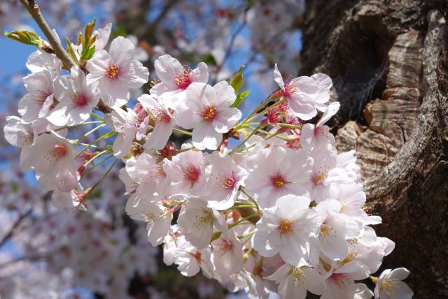 桜の花びら。