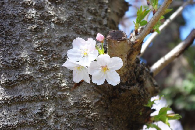 桜の花びら。