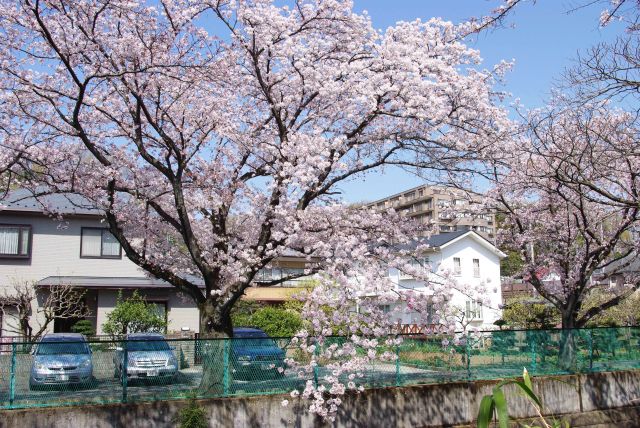 一つ一つが大きな木。