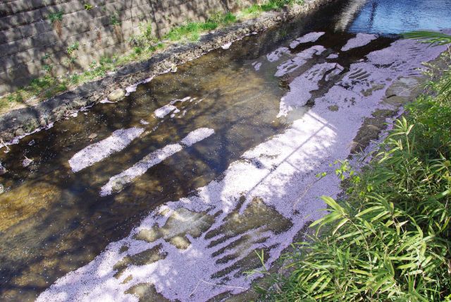 水面の桜。