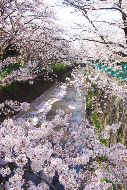 桜であふれる橋。