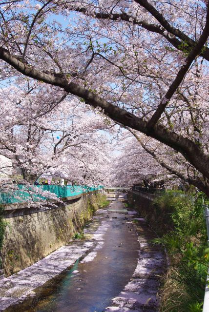 少しカーブしてまた桜が延々と続きます。