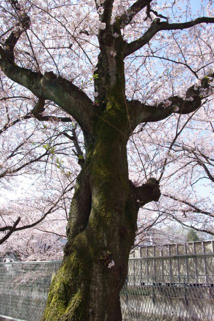 １本１本が立派な木。