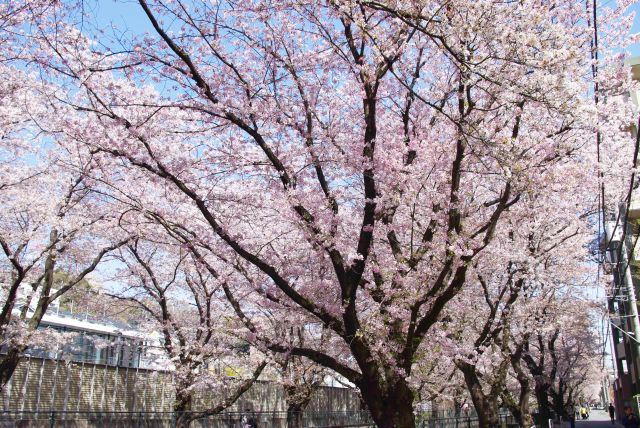 見飽きる事がない桜のアーチ。