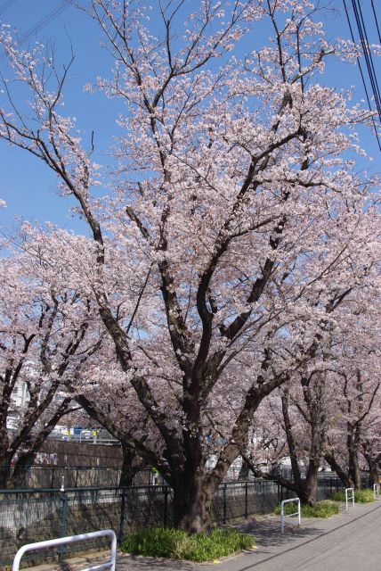 川沿いの桜の木。