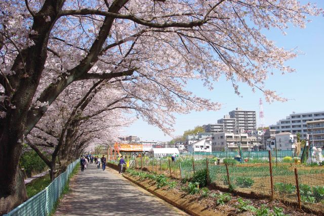 畑沿いの桜。