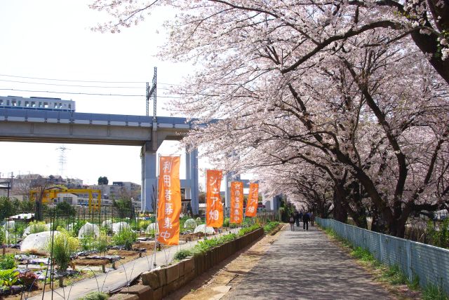 畑沿いの桜。