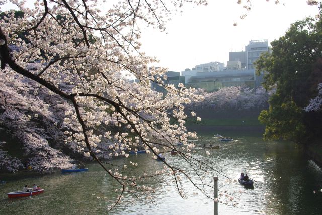 九段下駅から田安門前へ。千鳥ヶ淵にあふれる桜。