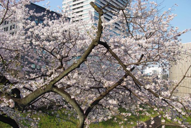 門の前にも桜のアーチ。