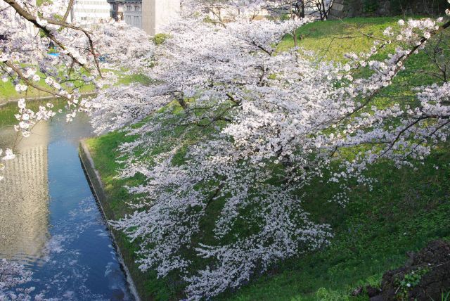 土手の斜面からは濠へと枝を伸ばす桜。