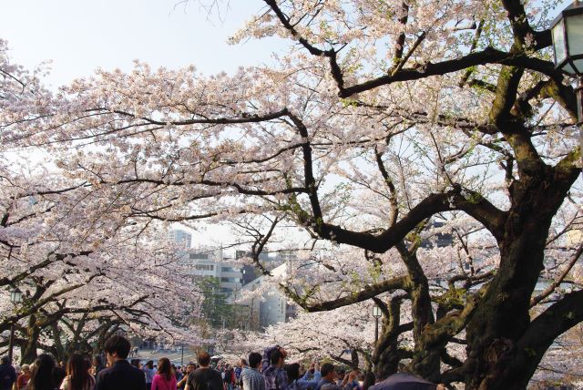 振り返ると大勢の人ときれいな桜のアーチ。