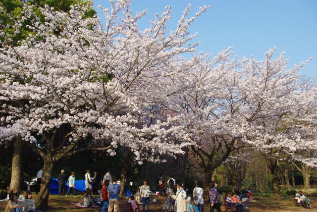 桜の木の下でシートを広げて憩う人々。