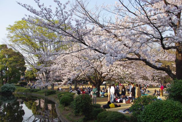 池と桜。子供達が楽しそうに遊ぶ声も。