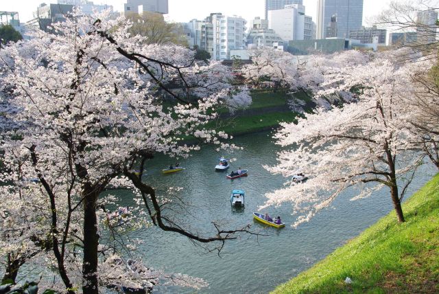 北の丸公園の桜の写真ページへ