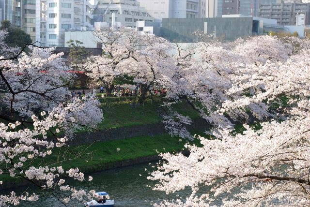 対岸の千鳥ヶ淵緑道よりも高さがあり眺めが良く、人も少ないので穴場。