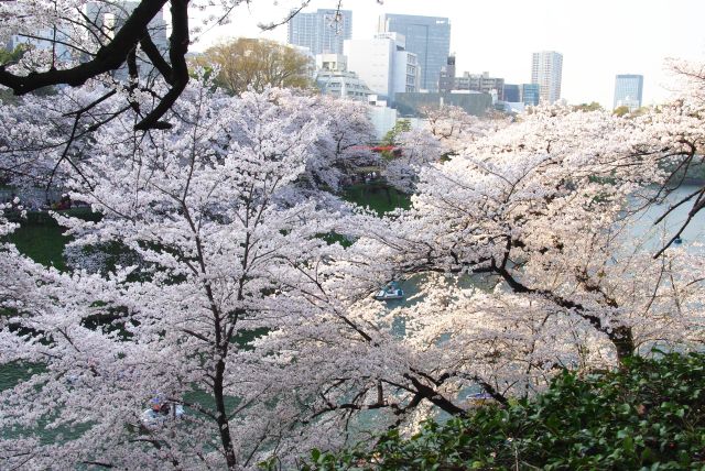 密度の濃い桜の木々。