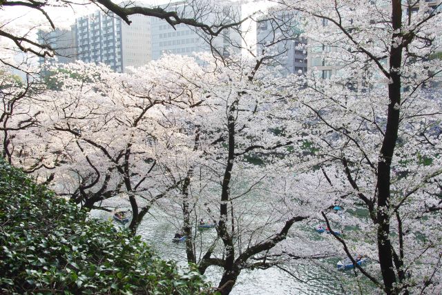 密度の濃い桜の木々。